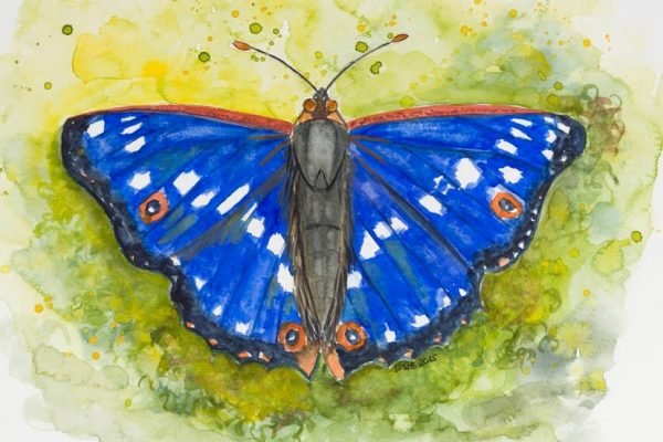 Kunstdruck 21 x 30 cm, "Schillerfalter" (Zufriedenheit)